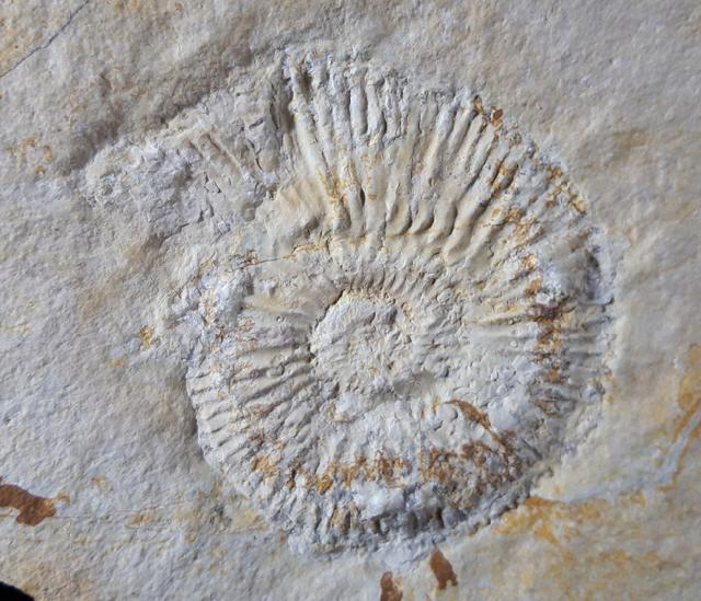 Subplanites rueppelianum QUENSTEDT 1888 - Bild © FossNet FossilienStore